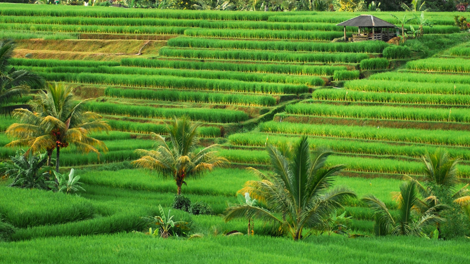 Bali Rice Terraces - Bali Tour - Bali Guide
